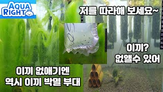 실이끼 농장이 되어버린 어항 이녀석들로 박멸 도전!!