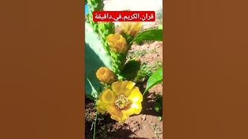 سورة.النمل.خالد.الجليل #quran #المصحف #flowers #راحة_نفسية #اكسبلور #لايك #duet احترم.#خالد_الجليل