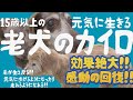 15歳以上の老犬のカイロ☆元気に生きる!!効果絶大!!感激の回復!!毛が生え戻る!!走れるようになる!!