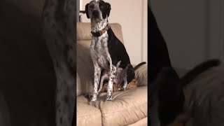 Cat Unimpressed with Dog's Place to Sit || ViralHog