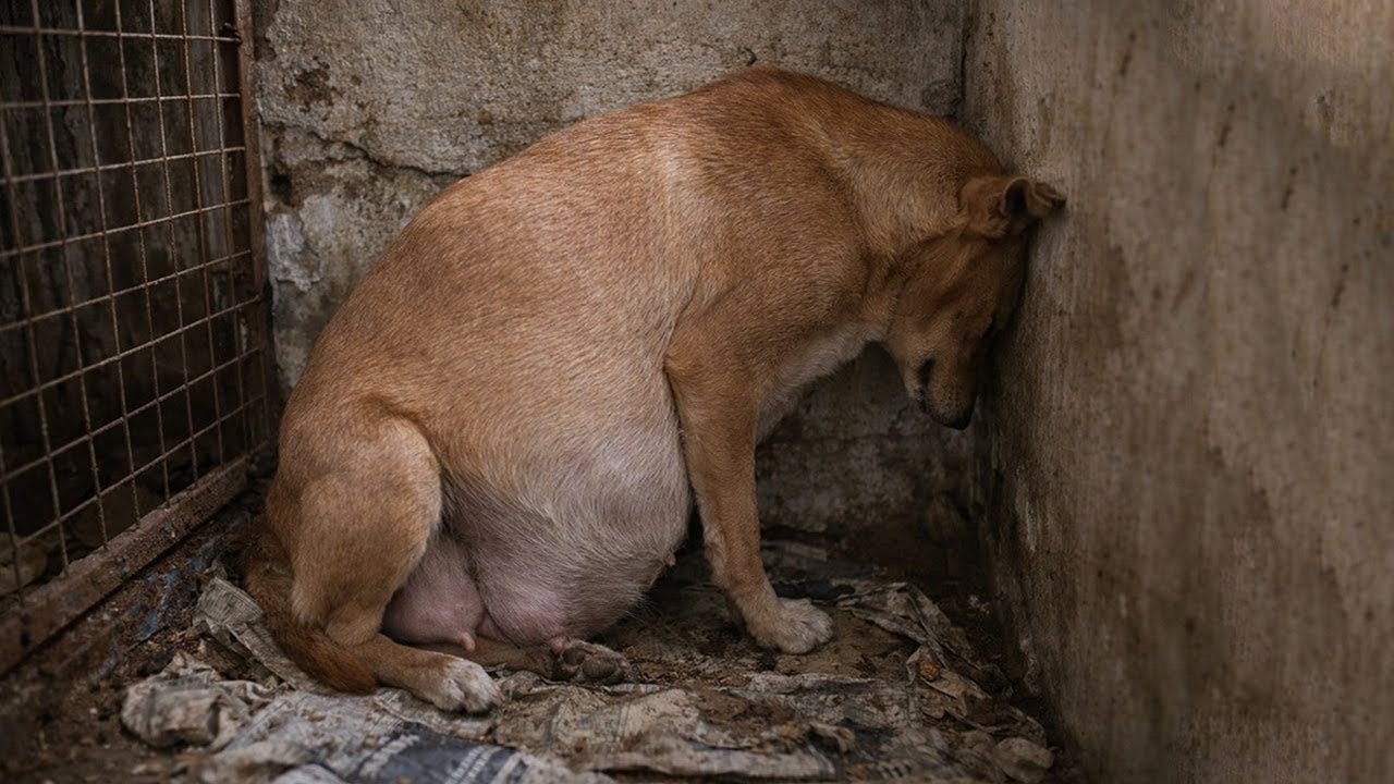 Беременная собака, в ужасе свернувшаяся в крошечном пространстве после утраты доверия к людям