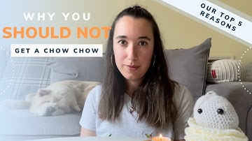 Why you SHOULD NOT get a CHOW CHOW | 5 Reasons from first time puppy owners