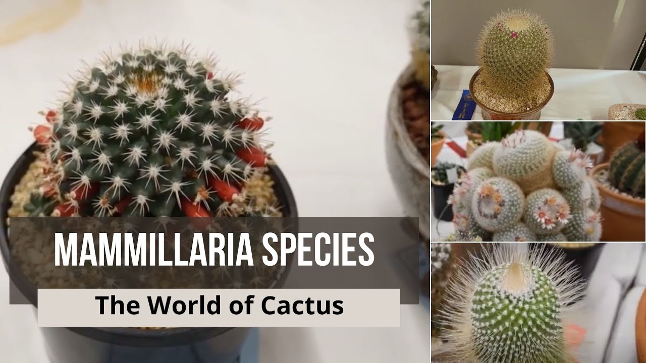 mammillaria Species: Types of Cactus Names - mammillaria bocasana, mammillaria fraileana