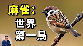 為什麼麻雀比以前少了？「依人小鳥」遇到大麻煩！樹麻雀和家麻雀的區別，以及歷史上的「麻雀戰爭」…【老肉雜談】