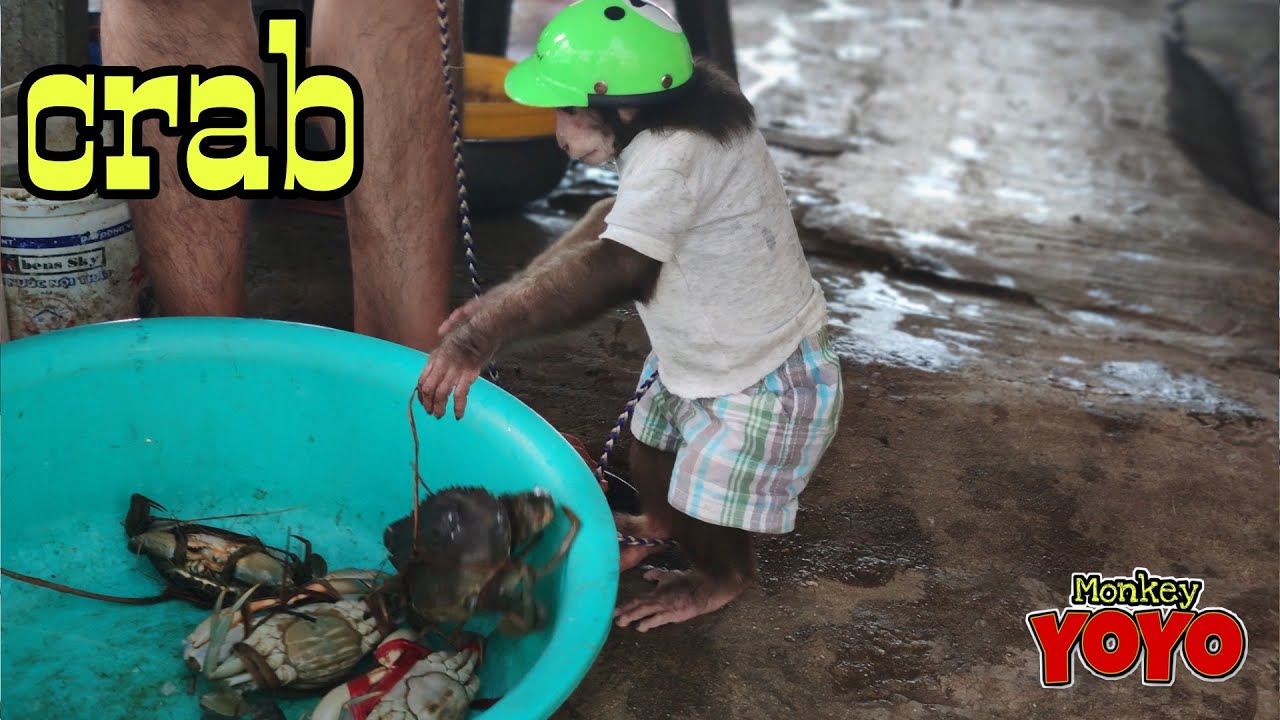 YoYo JR goes to buy and cooks seafood