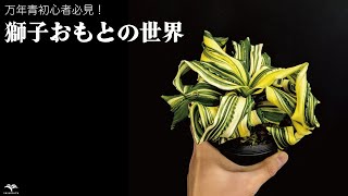 いかりや 万年青 夫婦獅子 芋吹き優良株 黒楽鉢植え 3才苗 獅子おもと教えます！/ 獅子万年青の全て - YouTube