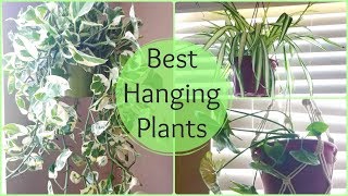 Best Hanging Plants for Indoor