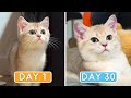 Day 0 to 30: Growing Up New Kitten Miso