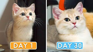 Day 0 to 30: Growing Up New Kitten Miso
