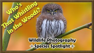 The Northern Pygmy-Owl