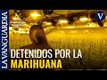 Detenidas dos personas por una plantación de marihuana en Navacerrada