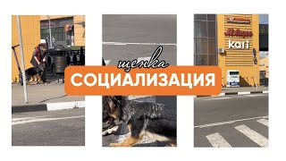 Так ли важна СОЦИАЛИЗАЦИЯ для щенка /ответ в видео