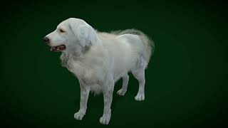 Great Pyrenees Patou Dog Breed 3D Model #animals #dog #wildlife #nyilonelycompany #Pyrenees