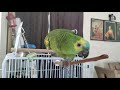 Amazon Parrot Playing | So Funny and Cute 😂😍