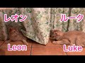 【猫・ソマリ】ルークとレオン【Somali cat】Luke & Leon