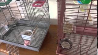 Tips On How I Clean My Bird Cages And How To Bathe Or Shower Budgies #7
