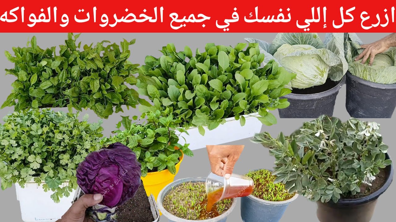 استعد لزراعه الكثير من النباتات في فصل سبتمبر نعرض عليكم في هذا الفيديو الكثير من المحاصيل والخضروات