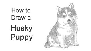 How to Draw a Puppy (Husky)