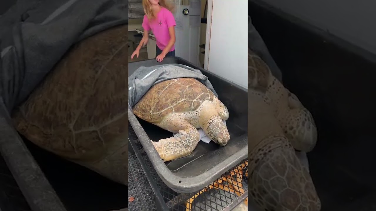 NEW patient alert! Silver a 275 pound adult, female green sea turtle was rescued at sea today