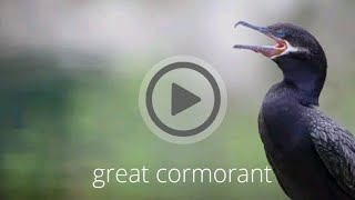 Great cormorant/ world of birds / dunia burung/ Suara burung / ಪಕ್ಷಿಗಳ ಧ್ವನಿಗಳು/ Tiếng nói của chim screenshot 5
