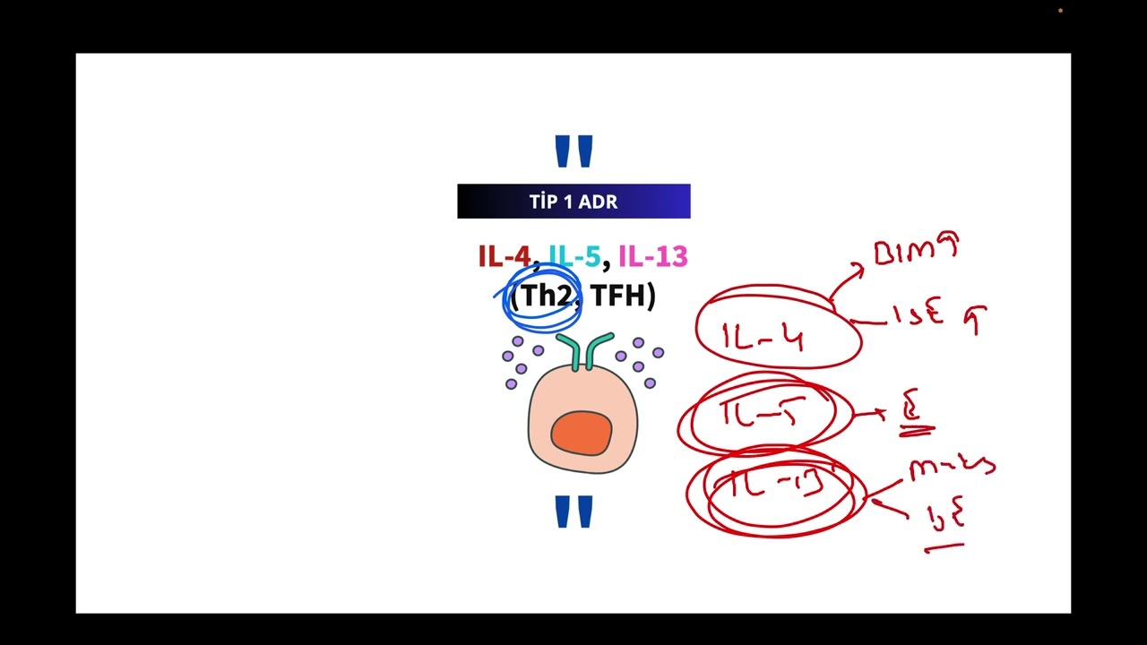 11.OLDIES-GOLDIES (TİP 1 AŞIRI DUYARLILIK)