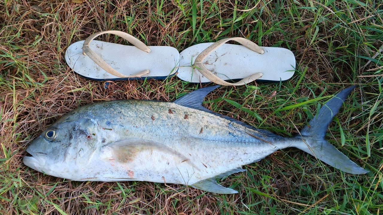BRASSY TREVALLY UNLOCK SA TIKSAY 2.9KG
