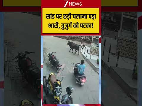 Viral Video : सांड पर छड़ी चलाना पड़ा भारी, बुजुर्ग को पटका! | #viral #latest #trending #shorts