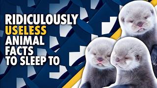 2 Hours of Ridiculously Useless Animal Facts to Fall Asleep To screenshot 3