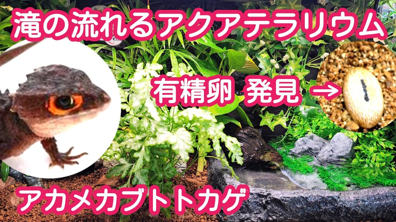 Red-Eyed Crocodile Skink: Aqua-Terrarium with a Flowing Waterfall