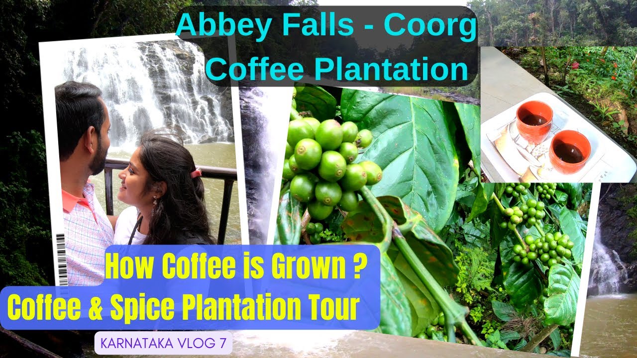 Coffee from farm How coffee is grown Spices & Coffee plantation