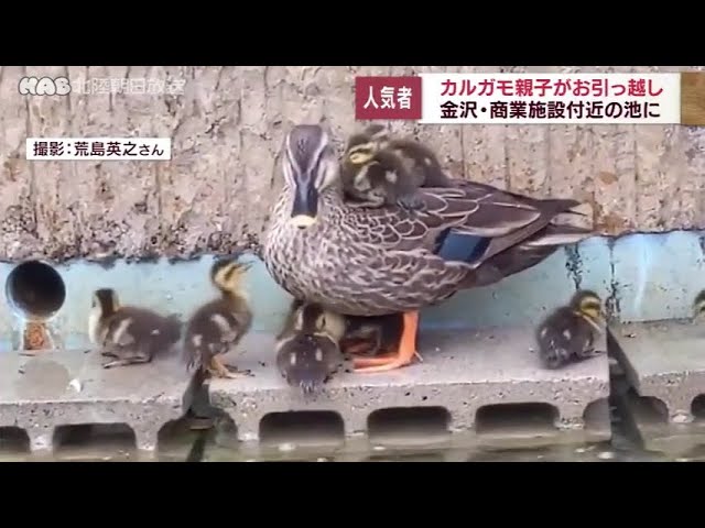 カルガモの親子専用ページ カルガモ親子2023シーズン開幕-つつじの小川-ヒナ10羽を格納せよ
