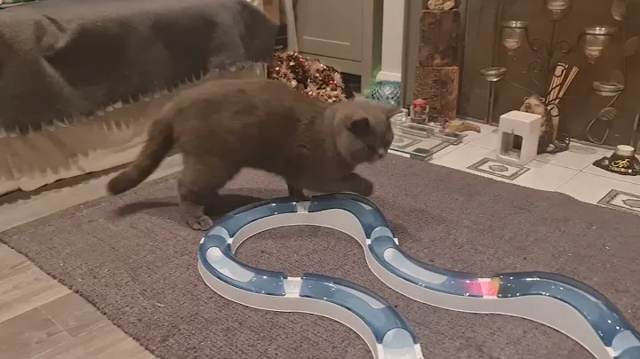 Watch the video about British Shorthair Kitten playing with his toy and exploring the kitchen 💙