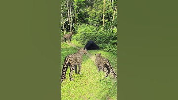 a 3 leopard attack in jungle a boy 🐆🐅🐆 #vfx #wildlife #shorts #brazil