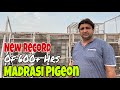 Unbeatable Record Of 600 hrs + with 49 Madrasi Pigeon Made By Ustad Neeta Ji From New Delhi India