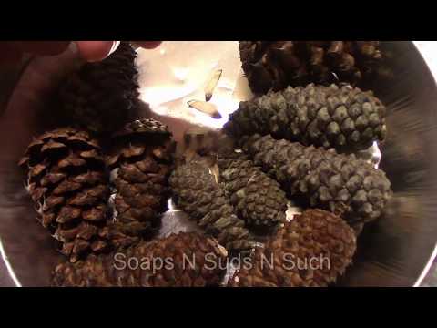 Видео: Можете ли да ядете семена от борови шишарки?