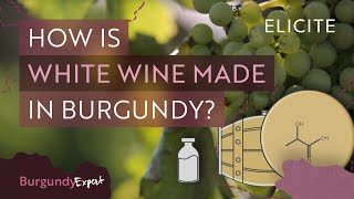 White Winemaking In Burgundy Explained