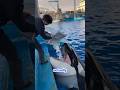 Why Killer Whales Need Fresh Water!