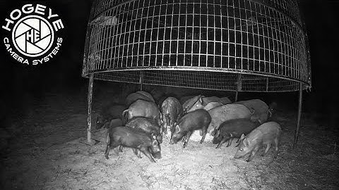 Drop trap footage on tons of wild hogs.