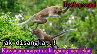 Suara monyet memanggil temannya/suara pikat monyet @Dogsulsniper