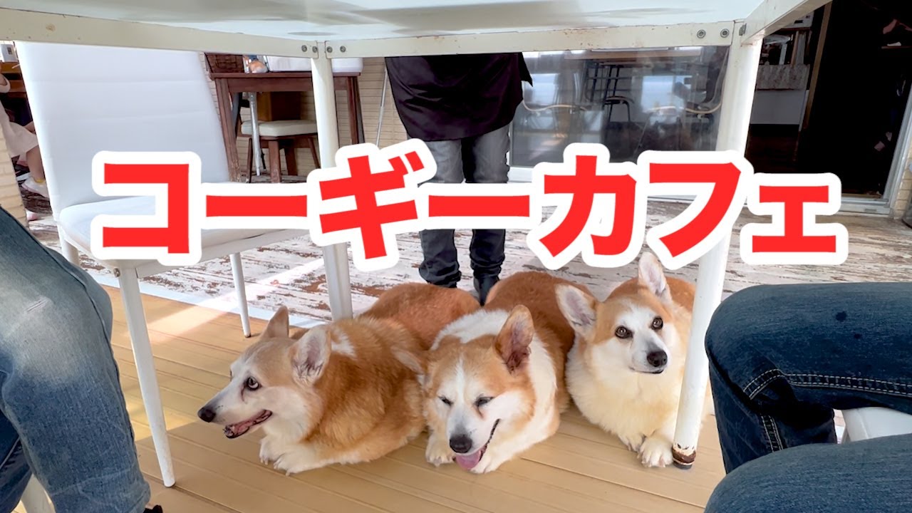【コーギー天国】憧れのコーギーカフェでコギまみれ　Covered with Corgi at the longed-for Corgi Cafe.