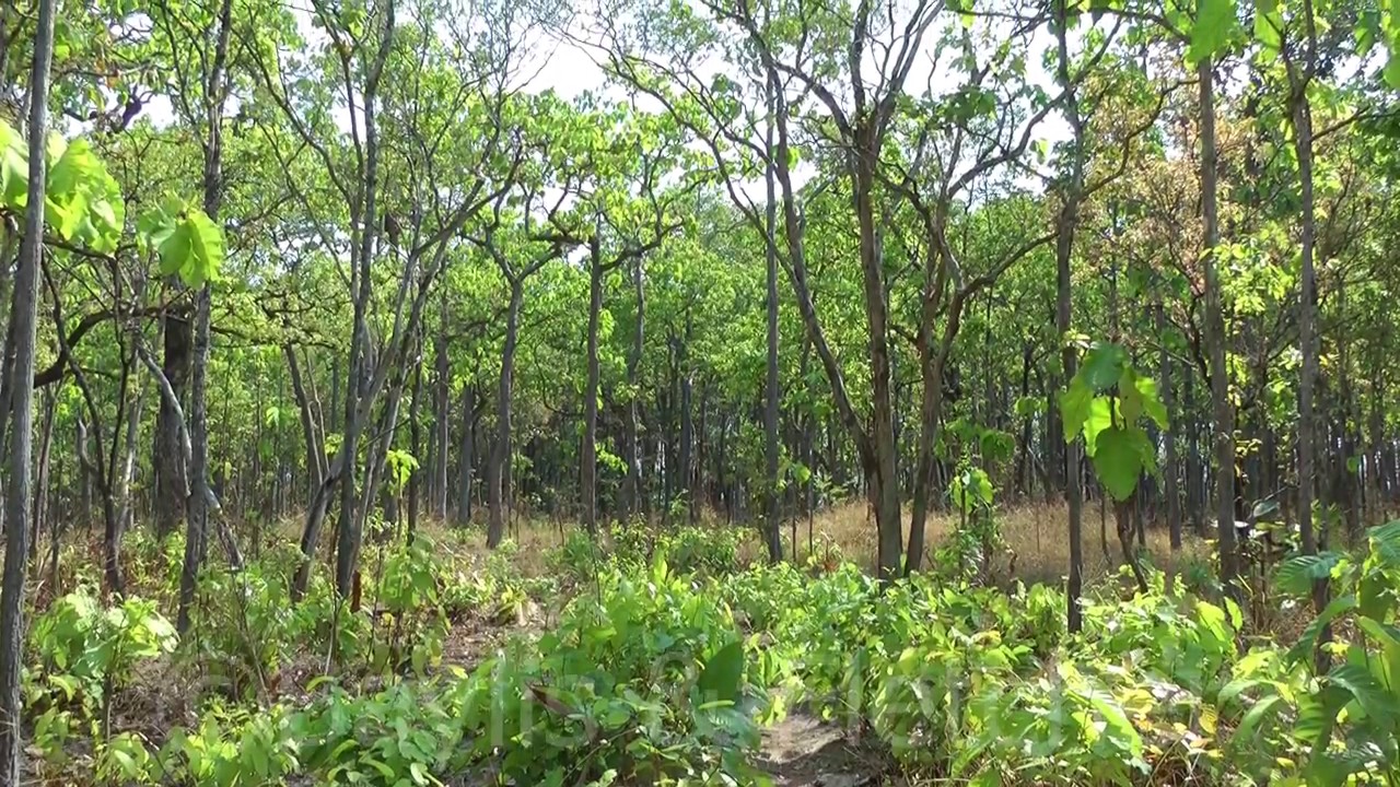 Illegal logging, Mondulkiri, Cambodia. 20160322_092732.m2ts
