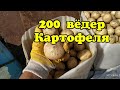 Выкопали картофель / Урожай сливы / Очередной деревенский лайфхак от Николая.