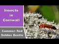 Common Red Soldier Beetle - Insects in Cornwall