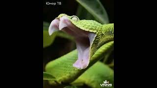 Змеиная опера (snake opera)