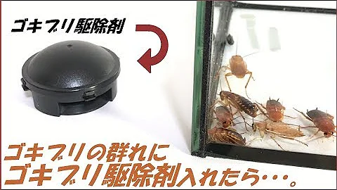 赤ゴキブリ Mp3