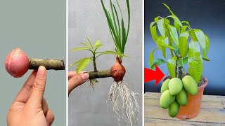 THE MOST ADVANCED TECHNIQUE for propagating mango trees with onions stimulates super growth