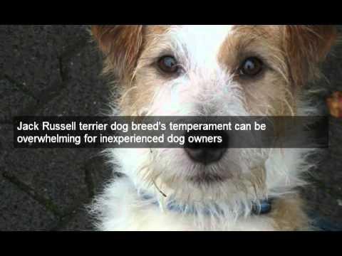 wishbone breed terrier breed wishbone breed terrier breed