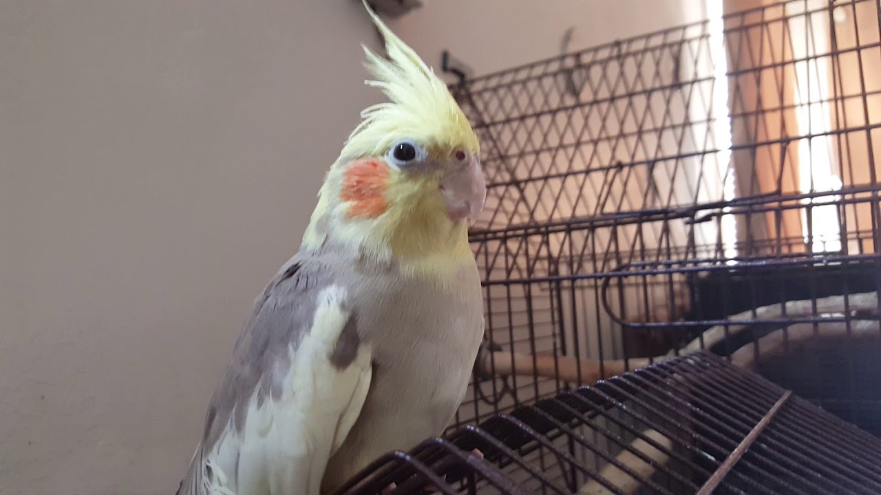 2 month old cockatiel