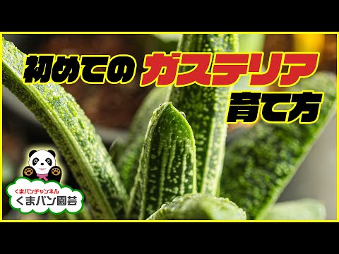 How to grow gasteria during the summer.