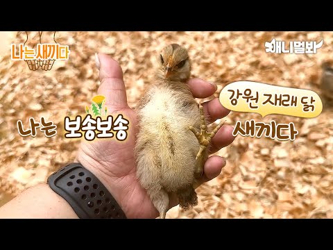 나는 태어난 지 12일 된 강원 재래 닭 새끼다 [애니멀봐 나새끼 82호] | I’m a 12 Day Old <strong>Gangwon</strong> Jaerae Chick